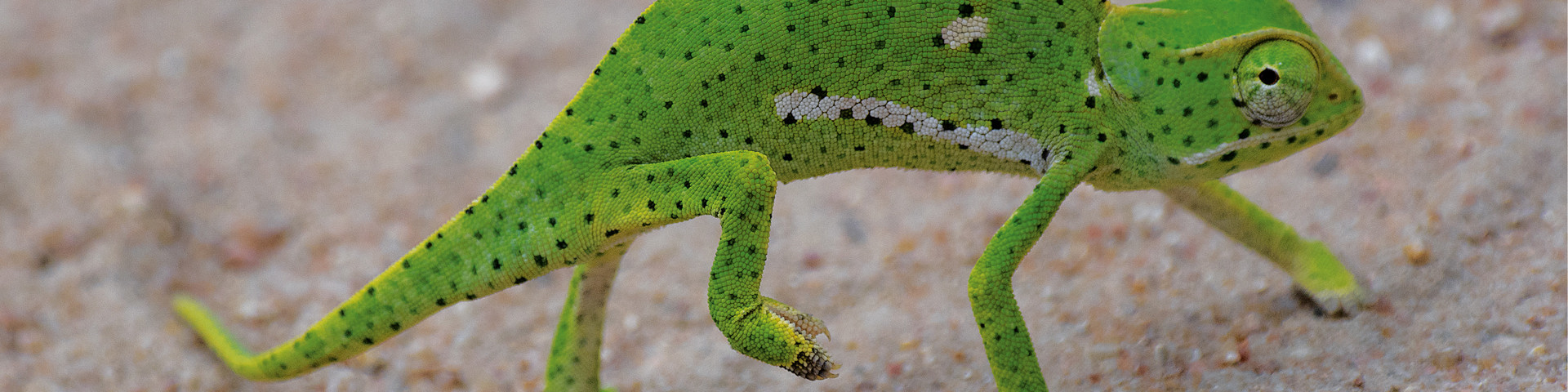 2023 Amrop Woodburn Thumbnails13