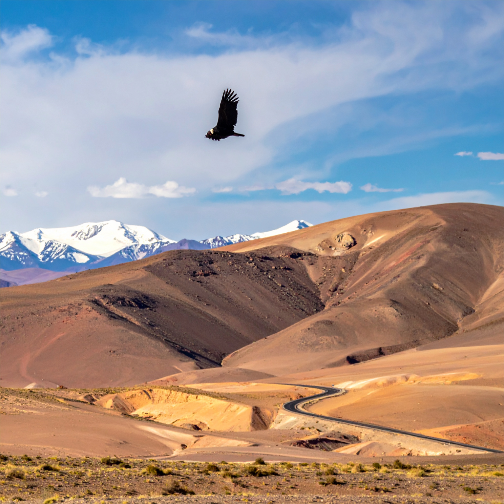 Leadership Lens Mining Chile